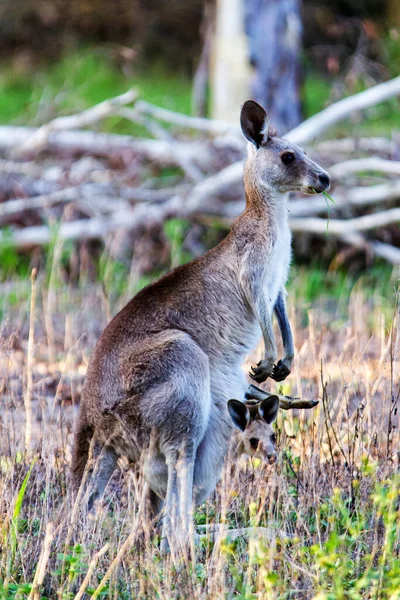 Animales Canguros Fauna Australia —  Fotos de Stock