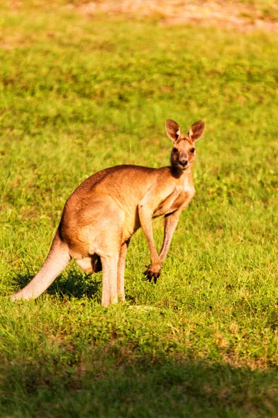 Kanguru Hayvanları Avustralya Fauna — Stok fotoğraf