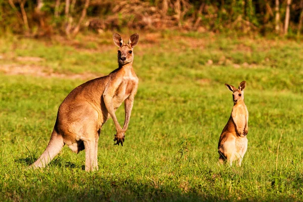 Känguru Tiere Fauna Australien — Stockfoto