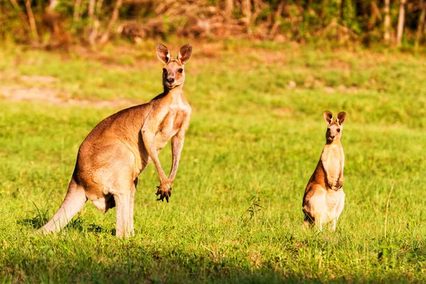 Känguru Tiere Fauna Australien — Stockfoto