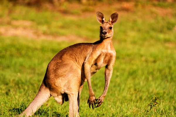 Animales Canguros Fauna Australia — Foto de Stock