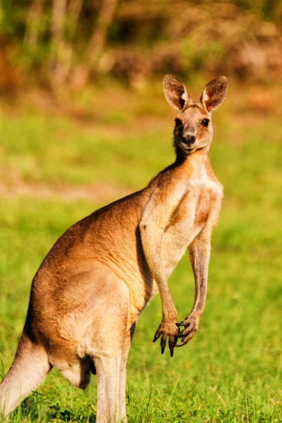 Kanguru Hayvanları Avustralya Fauna — Stok fotoğraf