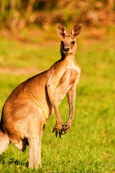 Kanguru Hayvanları Avustralya Fauna — Stok fotoğraf