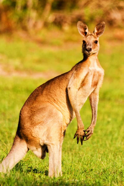 Kanguru Hayvanları Avustralya Fauna — Stok fotoğraf