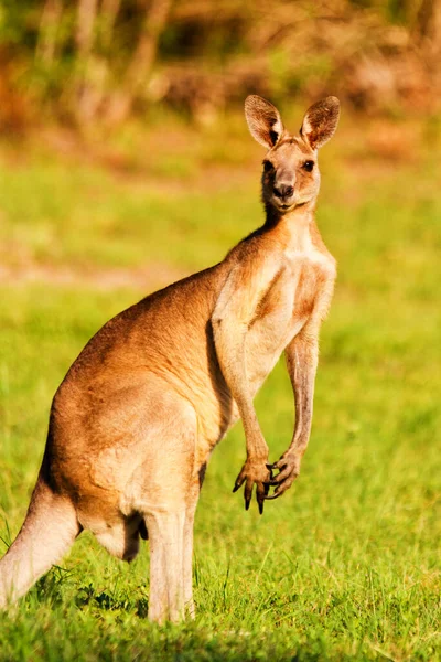 Тварини Кенгуру Фауна Австралії — стокове фото