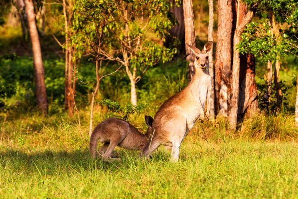 Animali Canguro Fauna Australia — Foto Stock