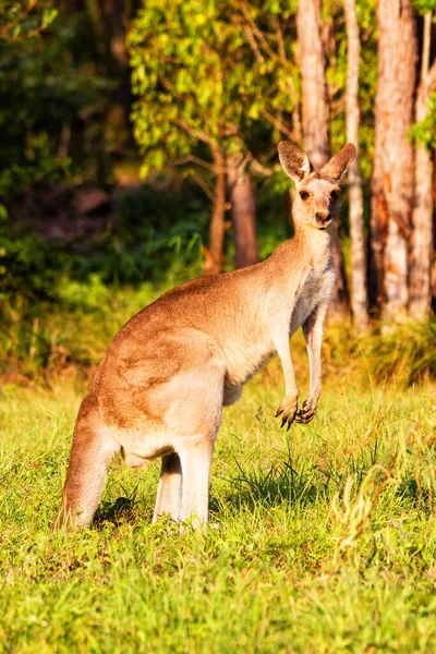 Des Animaux Kangourous Faune Australie — Photo