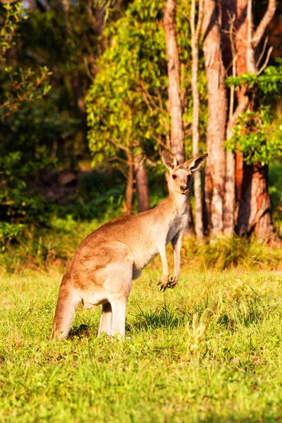Животные Кенгуру Фауна Австралии — стоковое фото