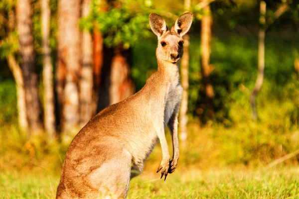 งการ Fauna ในออสเตรเล — ภาพถ่ายสต็อก