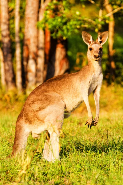 Animali Canguro Fauna Australia — Foto Stock