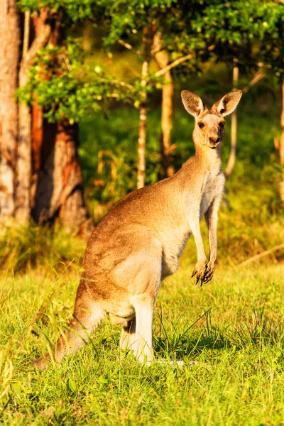 Känguru Tiere Fauna Australien — Stockfoto