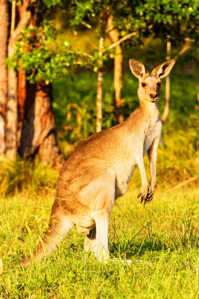 Kanguru Hayvanları Avustralya Fauna — Stok fotoğraf