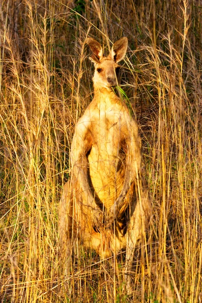 Des Animaux Kangourous Faune Australie — Photo