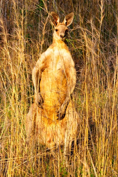 Animais Cangurus Fauna Austrália — Fotografia de Stock