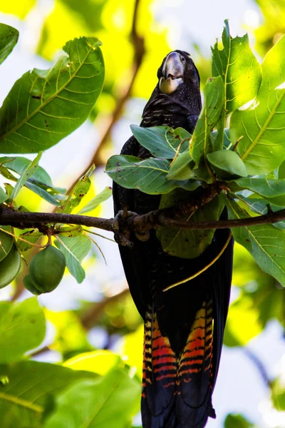 黄尾黑鹦鹉 — 图库照片