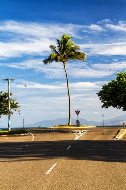 Döner kavşakta palmiye ağacı, Magnetic Adası, Queensland, Avustralya