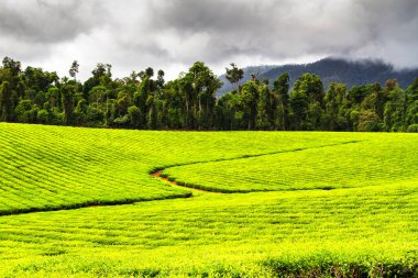 Millaa Millaa yakınlarındaki çay çiftliği, Queensland, Avustralya.