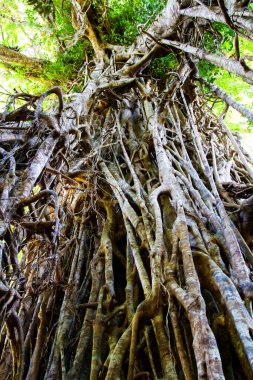 Atherton Tabloları, Queensland, Avustralya 'daki dev Katedral İncir Ağacı' na bakıyorum.