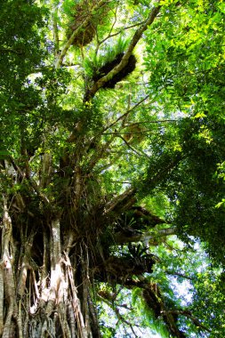 Atherton Tabloları, Queensland, Avustralya 'daki dev Katedral İncir Ağacı' na bakıyorum.
