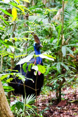 Cassowary, Daintree Yağmur Ormanı, Queensland, Avustralya