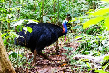 Cassowary, Daintree Yağmur Ormanı, Queensland, Avustralya