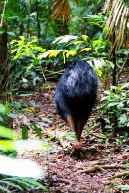Cassowary, Daintree Yağmur Ormanı, Queensland, Avustralya