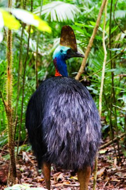 Cassowary, Daintree Yağmur Ormanı, Queensland, Avustralya