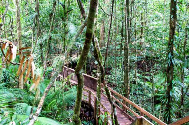Boardwalk, Daintree Yağmur Ormanı, Queensland, Avustralya
