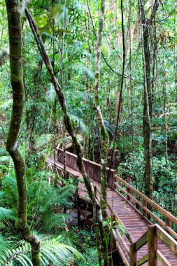 Boardwalk, Daintree Yağmur Ormanı, Queensland, Avustralya
