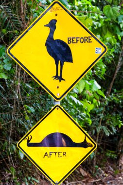 Komik Cassowary işareti, Daintree Ulusal Parkı, Queensland, Avustralya