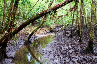Daintree Ulusal Parkı 'ndaki Mangrovlar, Queensland, Avustralya