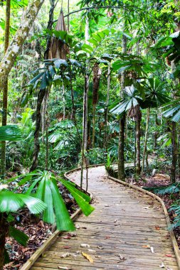 Boardwalk, Daintree Yağmur Ormanı, Queensland, Avustralya