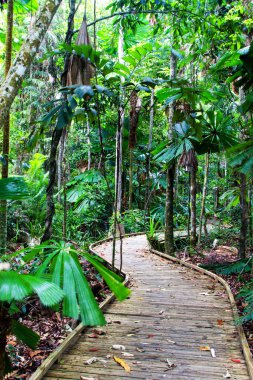 Boardwalk, Daintree Yağmur Ormanı, Queensland, Avustralya