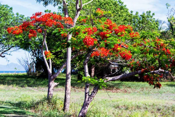 Árvore Real Poinciana Austrália — Fotografia de Stock