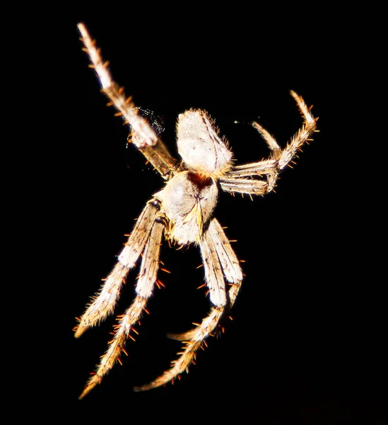 Araña Colgante Queensland Australia — Foto de Stock