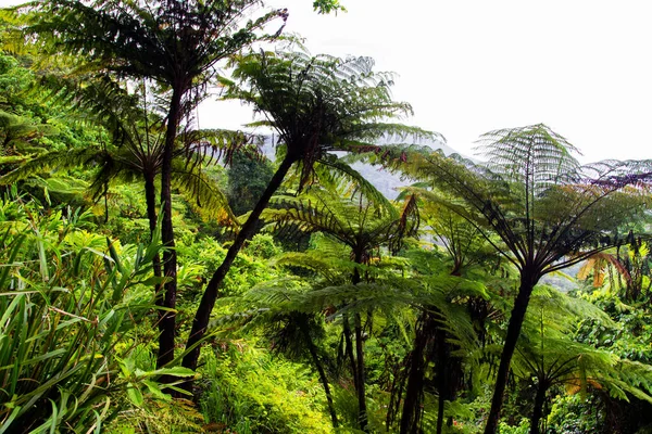 Tropical Plant Fronts Daintree Rainforest Queensland Australia — Stock Photo, Image