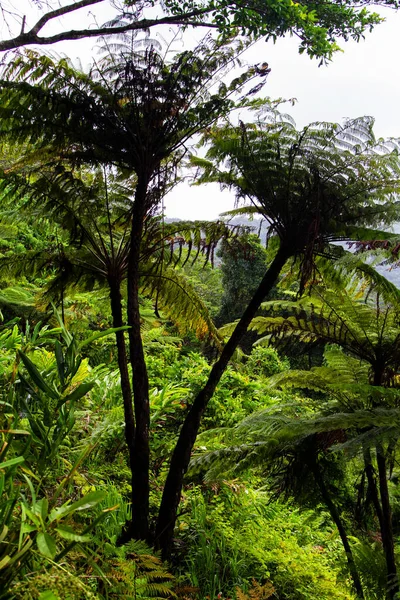 Tropische Pflanzenfronten Daintree Rainforest Queensland Australien — Stockfoto