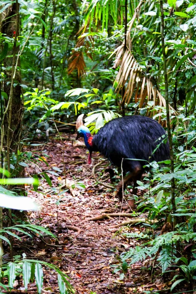 Cassowary Daintree Rainforest Queensland Αυστραλία — Φωτογραφία Αρχείου