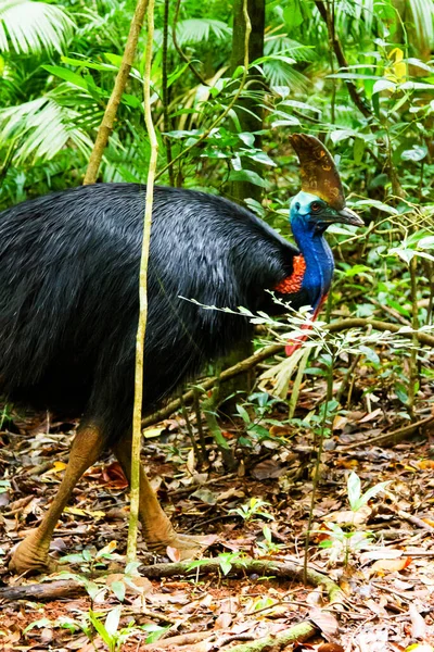 Cassowary Daintree Rainforest Queensland Αυστραλία — Φωτογραφία Αρχείου