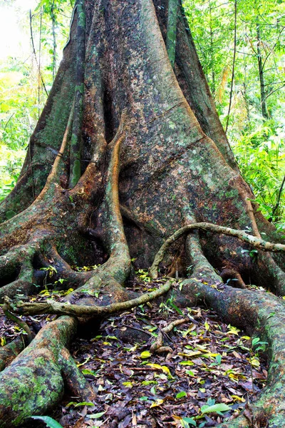 Albero Della Foresta Pluviale Nella Giungla Australiana — Foto Stock