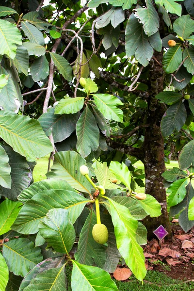 Young Durian Fruits Daintree Raegest Квинсленд Австралия — стоковое фото