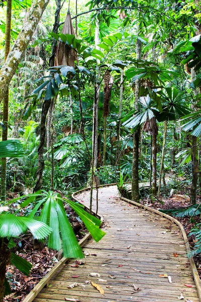 Paseo Marítimo Bosque Lluvioso Daintree Queensland Australia — Foto de Stock