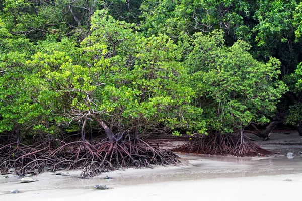 Mangrovie Nel Daintree National Park Queensland Australia — Foto Stock