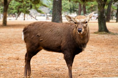 Cervus dama parkta duruyor.