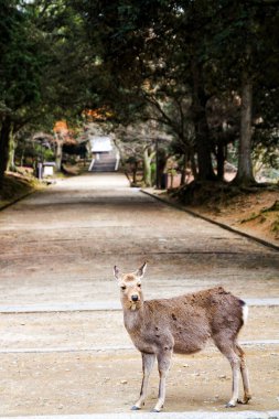 Cervus dama parkta duruyor.
