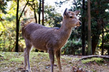Cervus dama parkta duruyor.