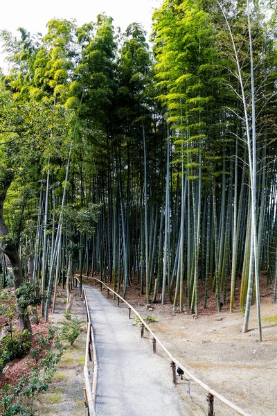 Bambou Arashiyama Kyoto Japon Près Célèbre Temple Tenryu Tenryuji Est — Photo