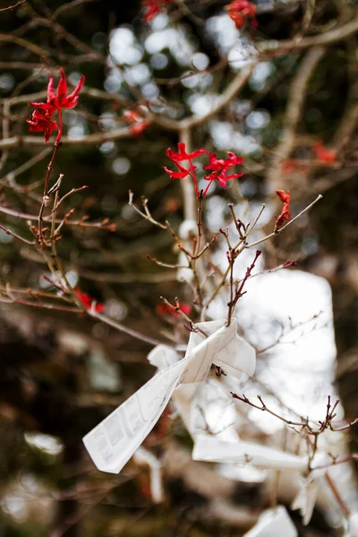 Omikuji Papiers Souhaiter Japonais — Photo