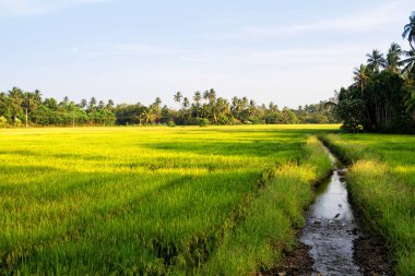 Pirinç tarlası, Sri Lanka