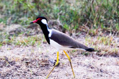 Kırmızı başlıklı Lapwing (Vanellus indicus)